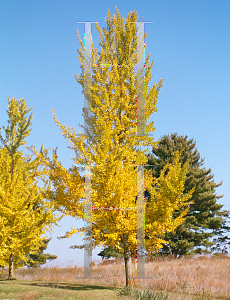 Picture of Ginkgo biloba 