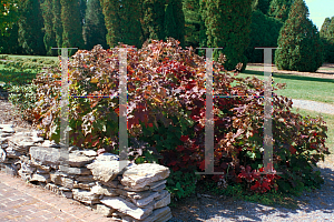 Picture of Hydrangea heteromalla 