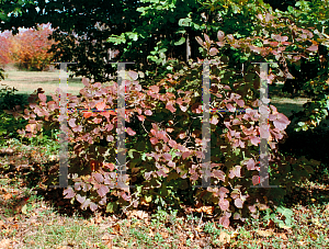 Picture of Fothergilla major 