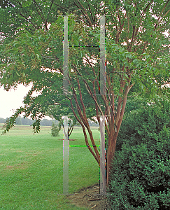 Picture of Lagerstroemia x 'Natchez'