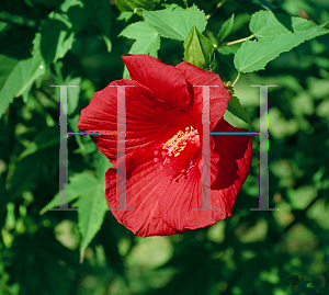 Picture of Hibiscus coccineus 