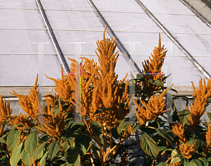 Picture of Amaranthus cruentus 'Golden Giant'