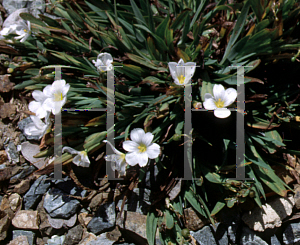 Picture of Brodiaea elegans 