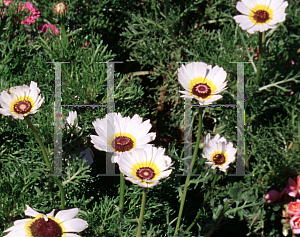 Picture of Chrysanthemum carinatum 