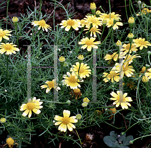 Picture of Thymophylla tenuiloba 