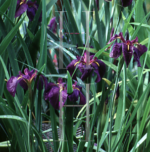 Picture of Iris louisiana hybrids 'Black Gamecock'