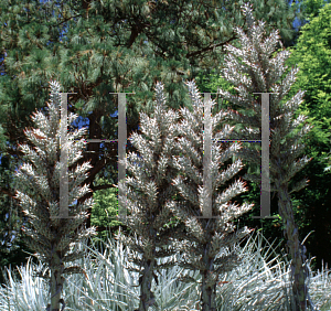 Picture of Puya coerulea var. violacea 