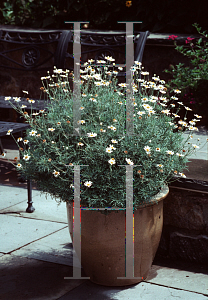 Picture of Argyranthemum vera 