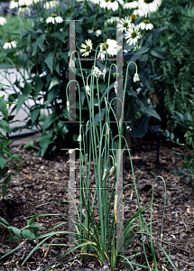 Picture of Allium stellatum 