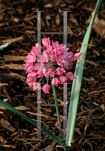 Picture of Allium oreophilum 