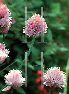 Picture of Allium schoenoprasum 