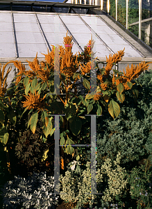 Picture of Amaranthus cruentus 'Golden Giant'