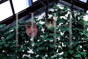 Picture of Aristolochia labiata 