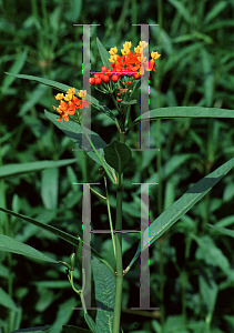 Picture of Asclepias curassavica 