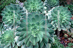 Picture of Aeonium urbicum 