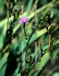 Picture of Aristea ecklonii 