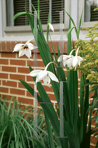 Picture of Gladiolus callianthus 