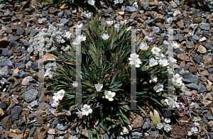 Picture of Brodiaea elegans 