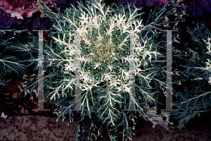 Picture of Brassica oleracea (Acephala Group) 'White Peacock'