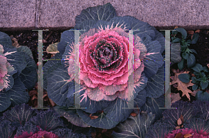 Picture of Brassica oleracea (Capitata Group) 'Tokyo Pink'