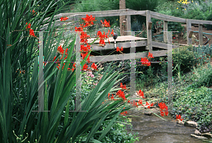 Picture of Crocosmia x crocosmiiflora 