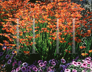 Picture of Crocosmia x crocosmiiflora 