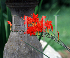 Picture of Crocosmia x crocosmiiflora 