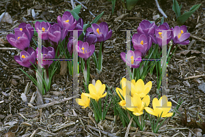 Picture of Crocus x hybridus 