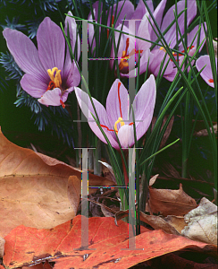 Picture of Crocus sativus 