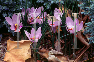 Picture of Crocus sativus 