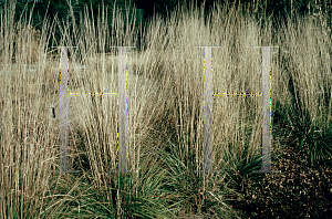 Picture of Calamagrostis x acutiflora 'Karl Foerster'