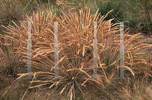 Picture of Calamagrostis foliosa 