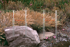 Picture of Calamagrostis foliosa 