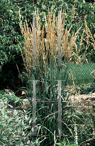 Picture of Calamagrostis x acutiflora 'Stricta'