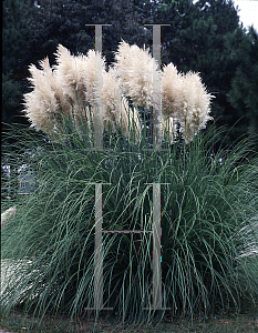 Picture of Cortaderia selloana 