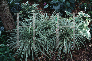Picture of Carex morrowii 'Goldband'