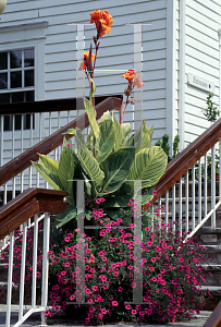 Picture of Canna x generalis 'Pretoria'