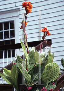 Picture of Canna x generalis 'Pretoria'