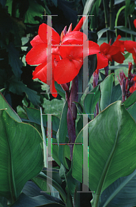 Picture of Canna x generalis 'Brandywine'