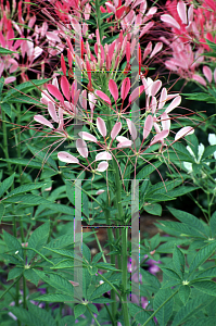 Picture of Cleome hassleriana 