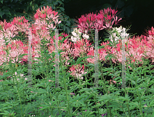 Picture of Cleome hassleriana 