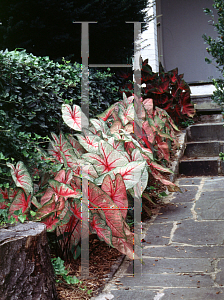 Picture of Caladium bicolor 