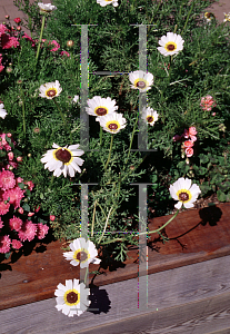 Picture of Chrysanthemum carinatum 