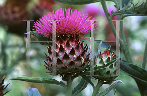 Picture of Cynara cardunculus 