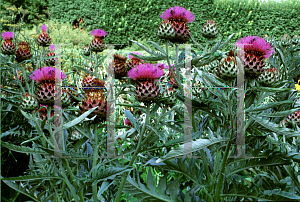 Picture of Cynara cardunculus 