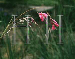 Picture of Dierama pulcherrimum 