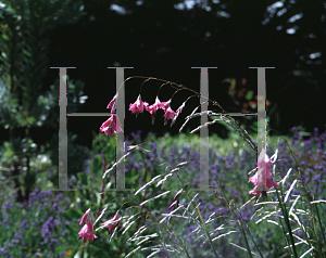 Picture of Dierama pulcherrimum 