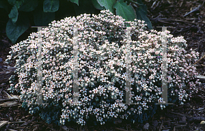 Picture of Dasyphyllum spp. 