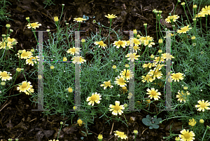 Picture of Thymophylla tenuiloba 