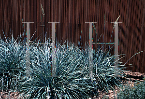 Picture of Elymus condensatus 'Canyon Prince'